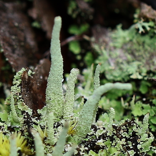 Common Powderhorn