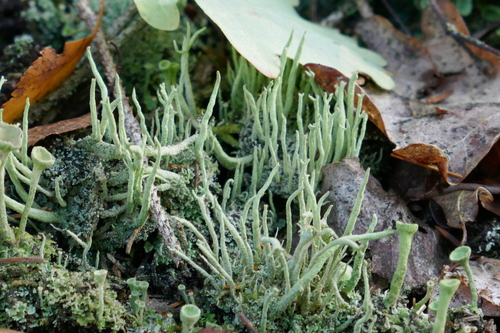Common Powderhorn