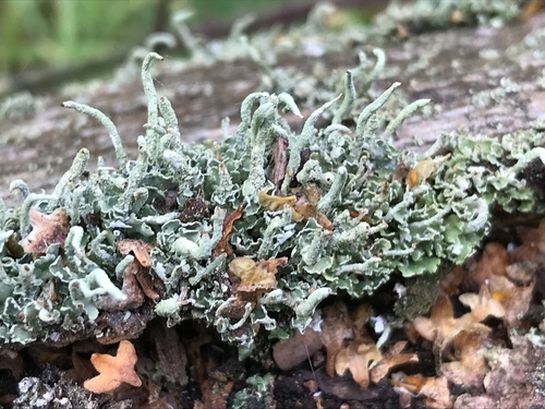 Common Powderhorn