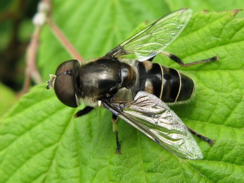 Black-shouldered Drone Fly