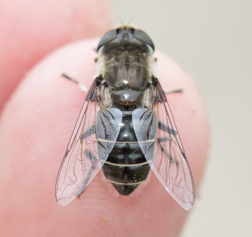 Black-shouldered Drone Fly
