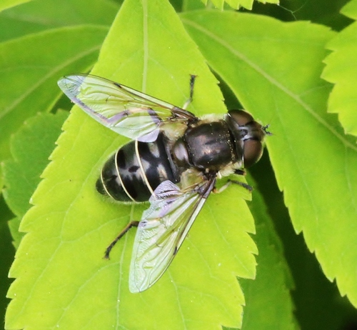 Black-shouldered Drone Fly