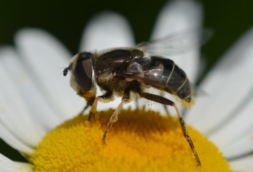 Black-shouldered Drone Fly
