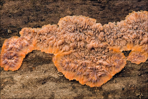 Wrinkled Crust