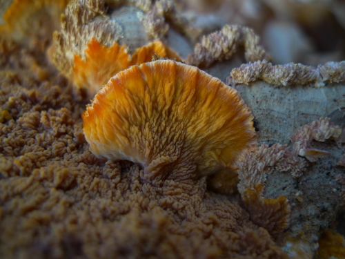 Wrinkled Crust