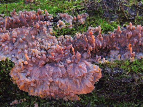 Wrinkled Crust