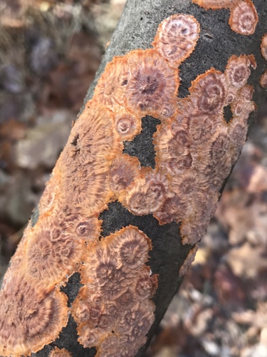 Wrinkled Crust