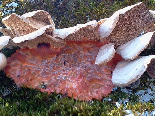 Wrinkled Crust