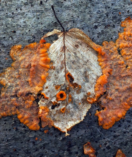 Wrinkled Crust