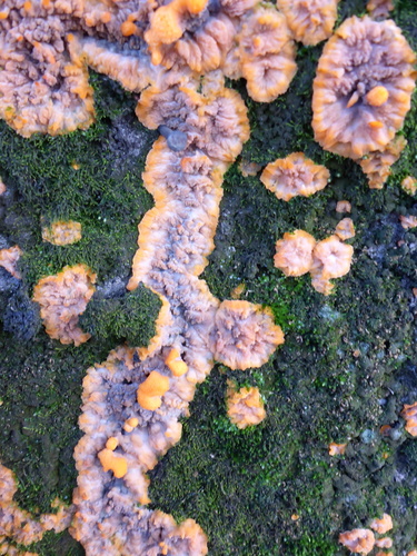Wrinkled Crust