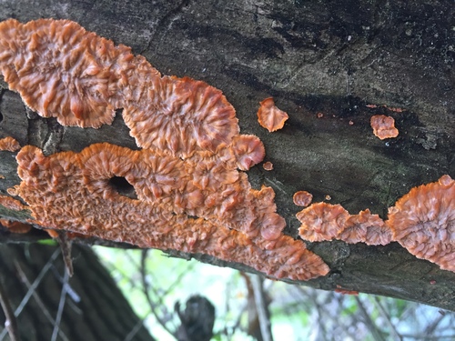 Wrinkled Crust