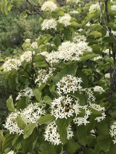 common dogwood