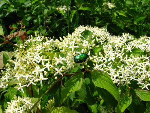 common dogwood