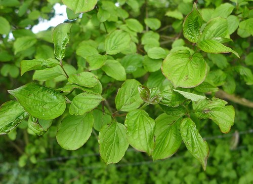 common dogwood