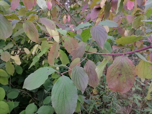 common dogwood