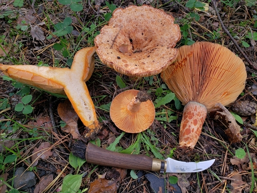 saffron milkcap