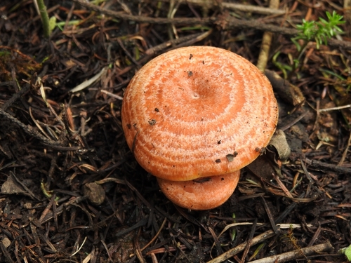 saffron milkcap