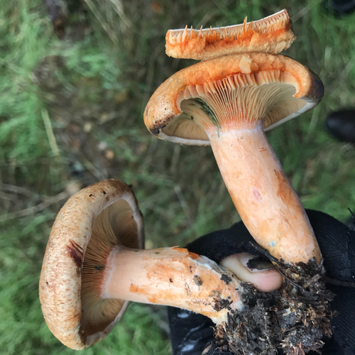 saffron milkcap
