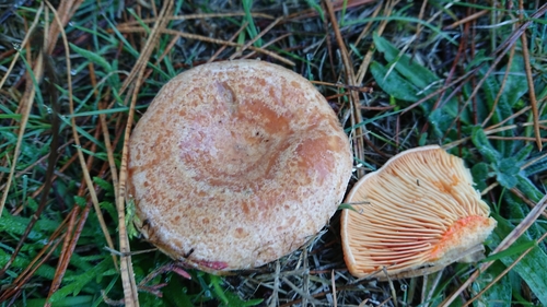 saffron milkcap