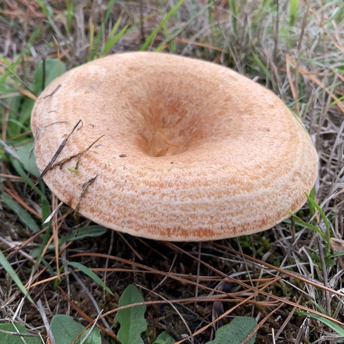 saffron milkcap