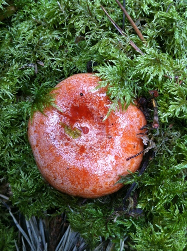 saffron milkcap