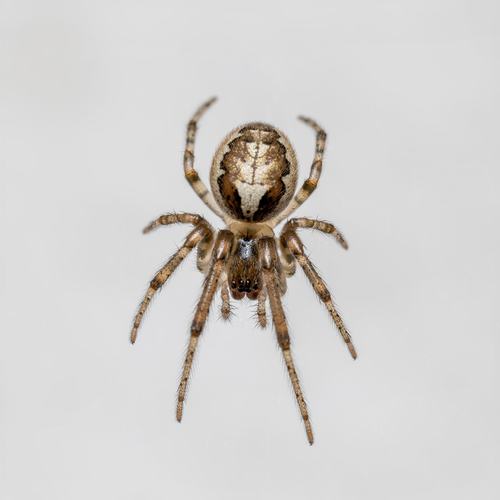 Silver-sided Sector Spider