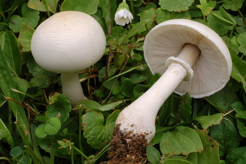 White Dapperling