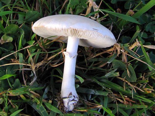 White Dapperling