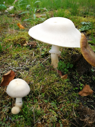 White Dapperling
