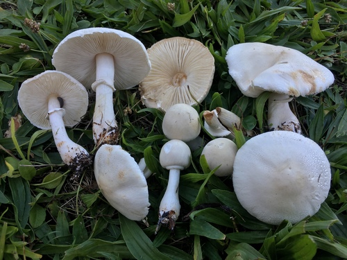 White Dapperling
