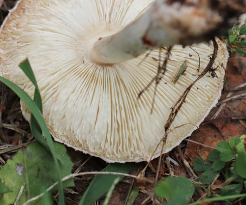 White Dapperling