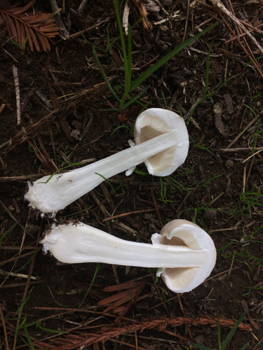 White Dapperling