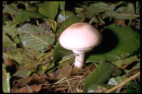 White Dapperling