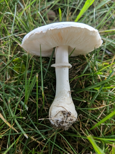 White Dapperling