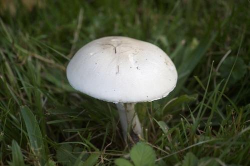 White Dapperling
