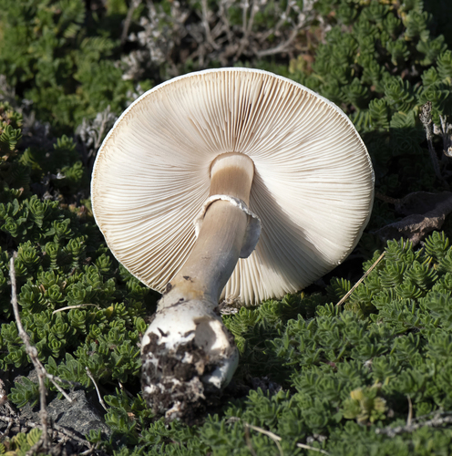White Dapperling