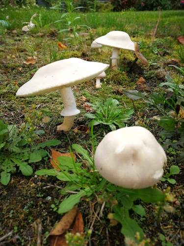 White Dapperling