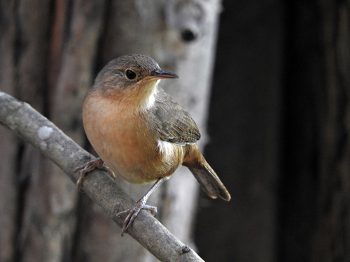 Southern House Wren