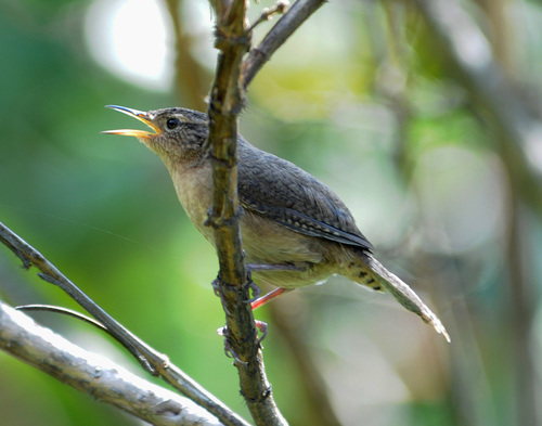 Southern House Wren