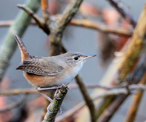 Southern House Wren