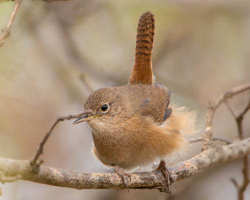 Southern House Wren