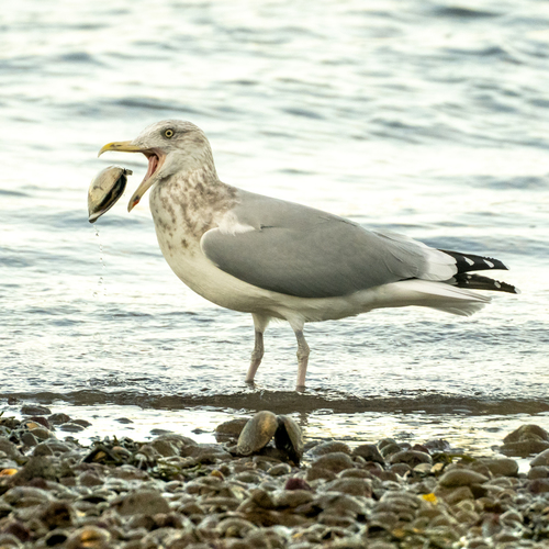 American Herring Gull