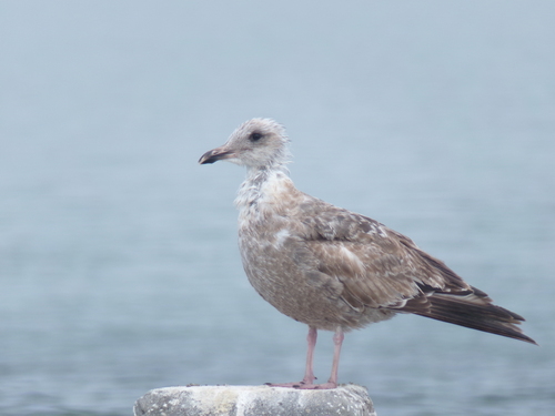 American Herring Gull