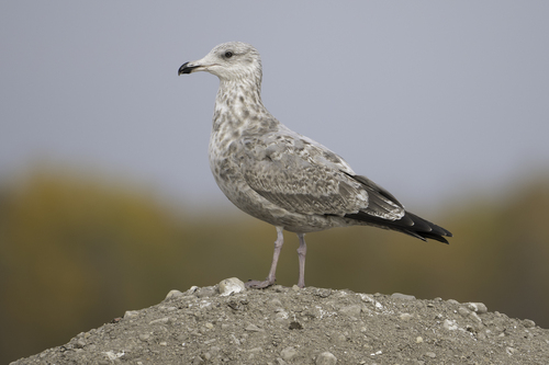 American Herring Gull