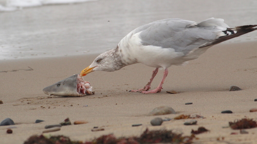 American Herring Gull