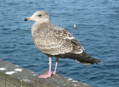 American Herring Gull