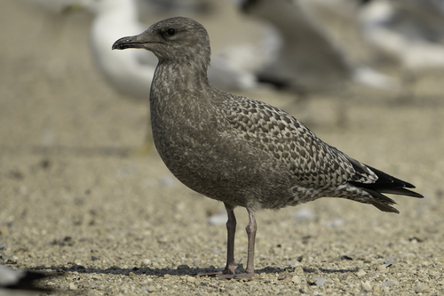 American Herring Gull