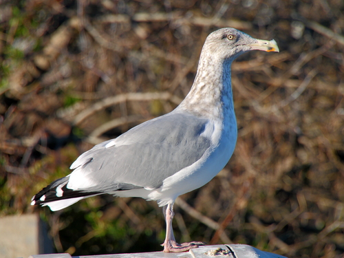 American Herring Gull
