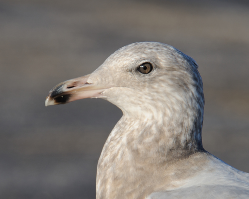 American Herring Gull