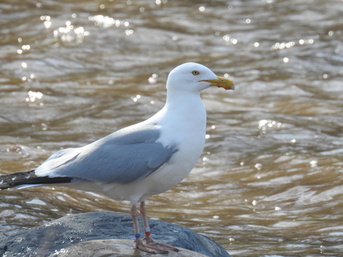 American Herring Gull